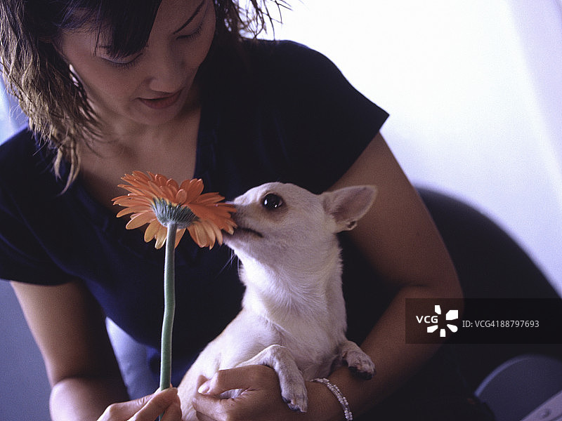 吉娃娃小狗坐在一个女人的腿上闻着花香图片素材
