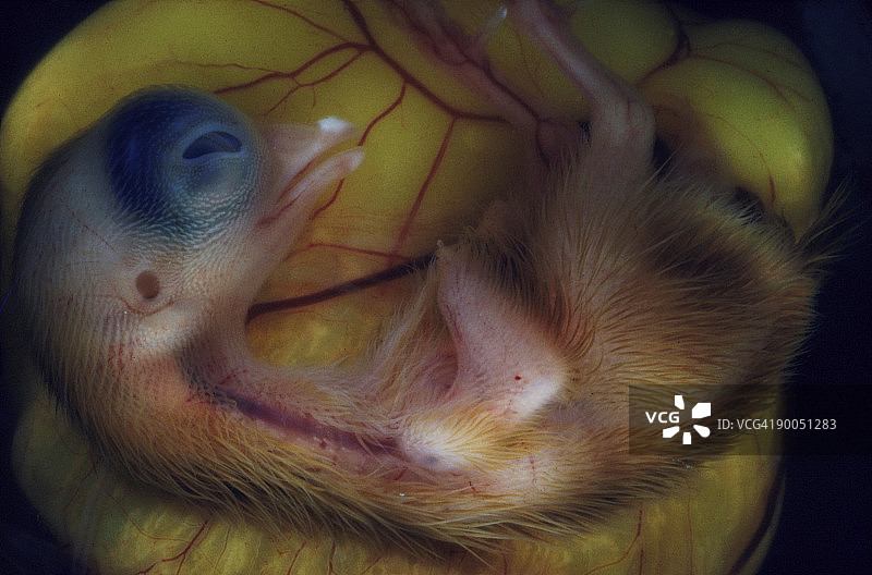 鸡胚gallus 12日龄鸡图片素材