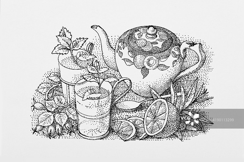 黑白插图茶壶，薄荷茶，柠檬片，香草叶图片素材