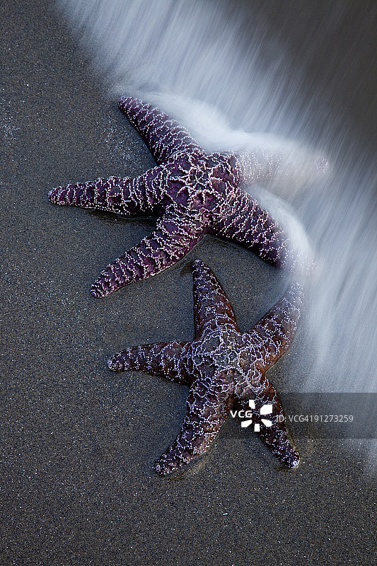 沙滩上的海星被潮水冲上来了图片素材