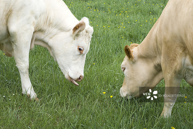 牛吃草,特写图片素材