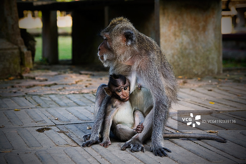 猴子和婴儿图片素材