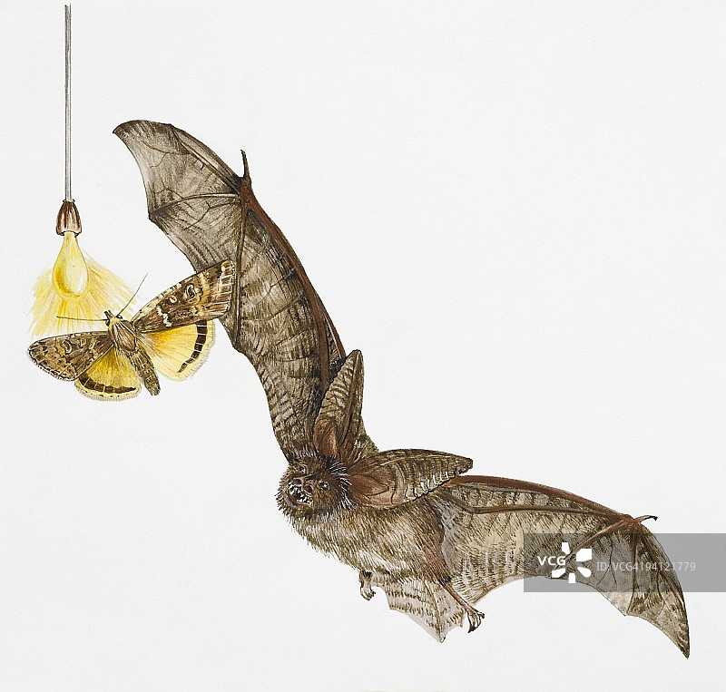 棕色长耳蝠(白腹长耳蝠)捕食黄色蛾子(夜蛾)插图图片素材