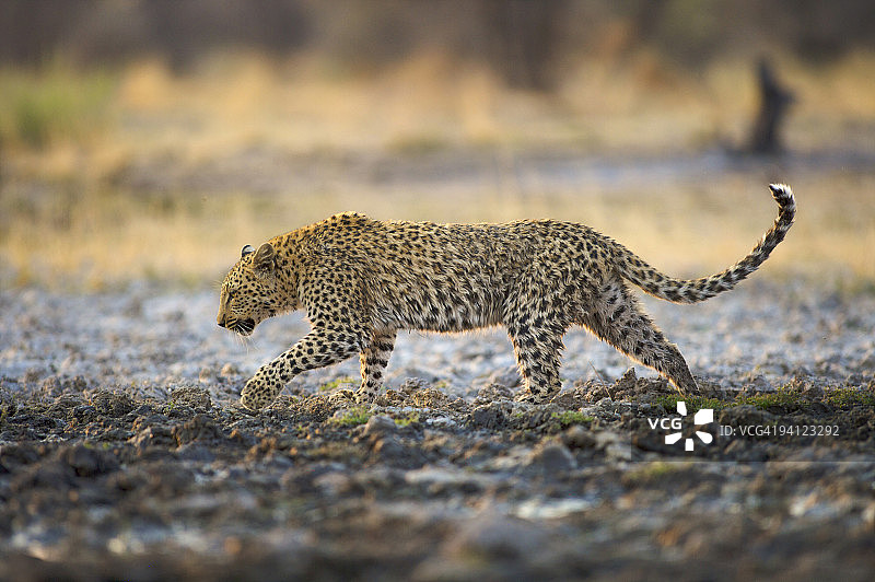 豹(Panthera pardus)走过泥泞的水坑，纳米比亚。图片素材