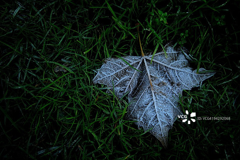 充满活力的绿草上结霜的叶子图片素材