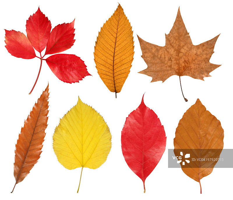 收集多彩的秋叶图片素材
