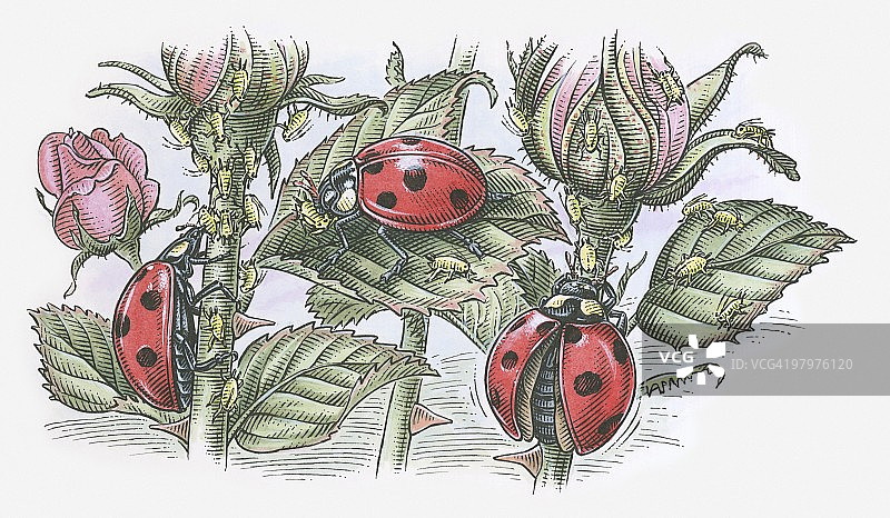 瓢虫捕食蚜虫的插图图片素材