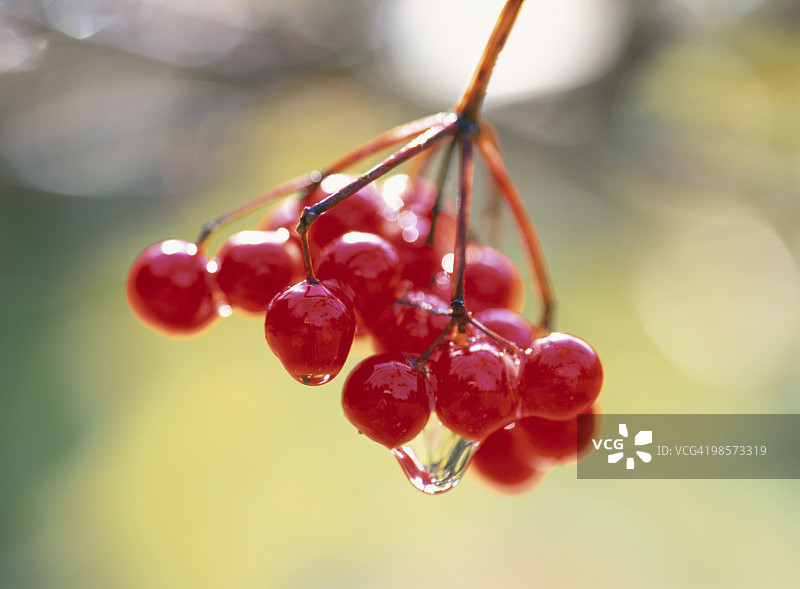 红浆果上滴着水珠。日本苫小牧,北海道图片素材