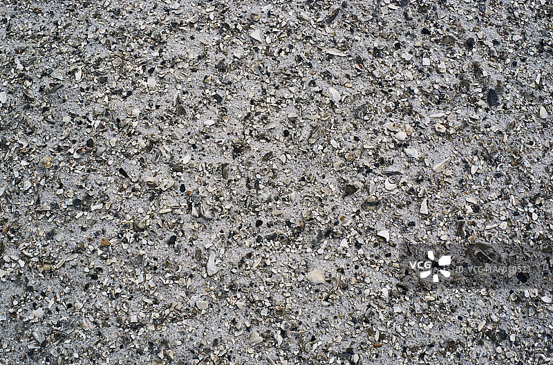 贝壳在沙滩上图片素材