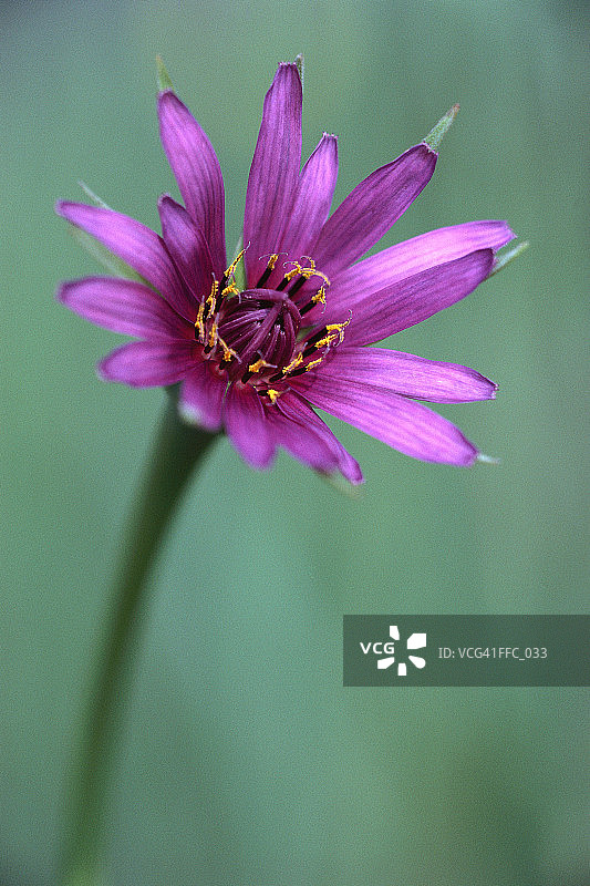 单瓣紫菀的特写图片素材