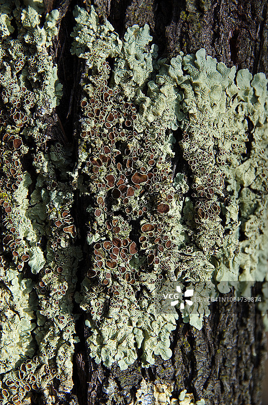 在澳大利亚首都地区的安斯利山自然保护区，一棵下垂的母橡树(Allocasuarina verticillata)树皮上生长的地衣图片素材