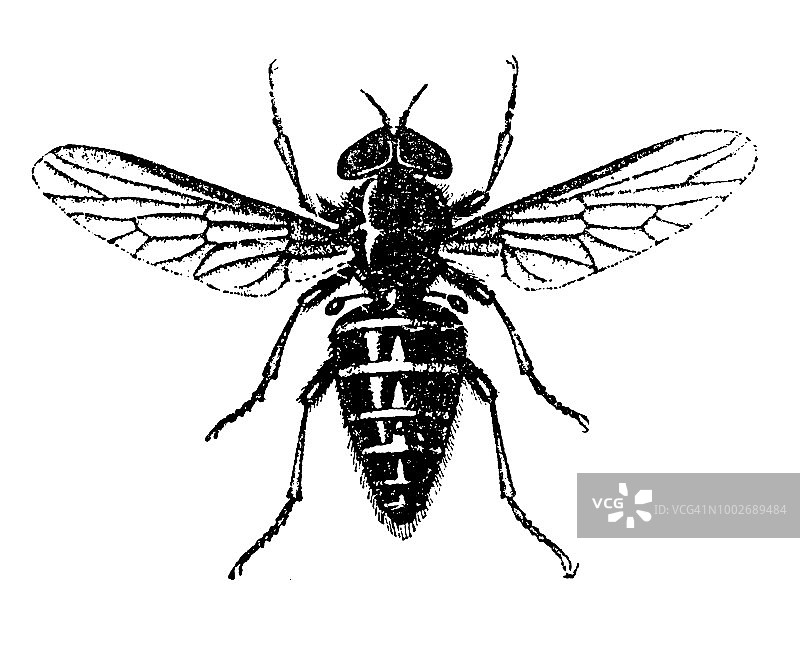 小菜蛾是一种常见的食蚜蝇图片素材