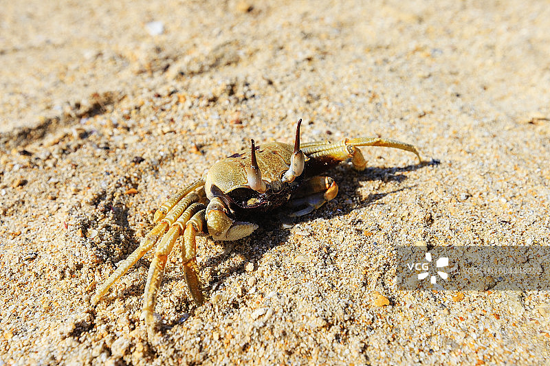 特写角鬼蟹在沙上，甲米，泰国图片素材