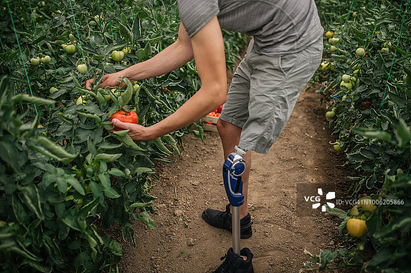 农民用义肢采摘西红柿图片素材