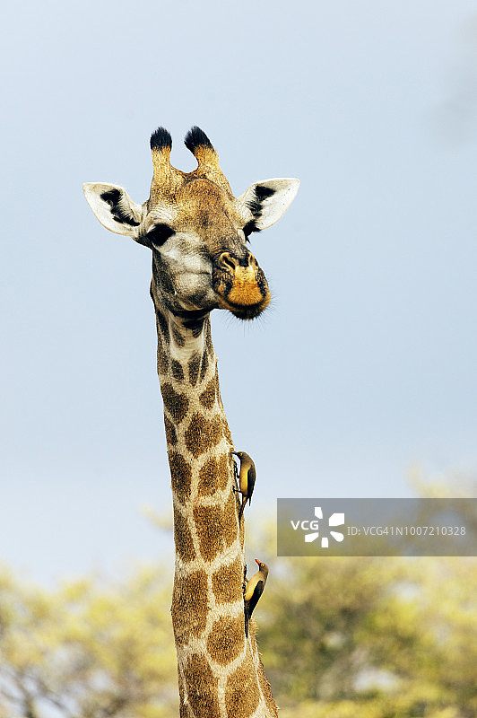 颈上有牛啄木鸟的长颈鹿(长颈鹿)，克鲁格国家公园，南非，非洲图片素材