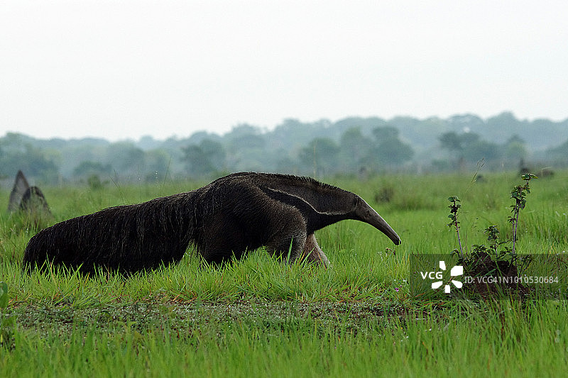 巨型食蚁兽漫步在巴西潘塔纳尔湿地图片素材