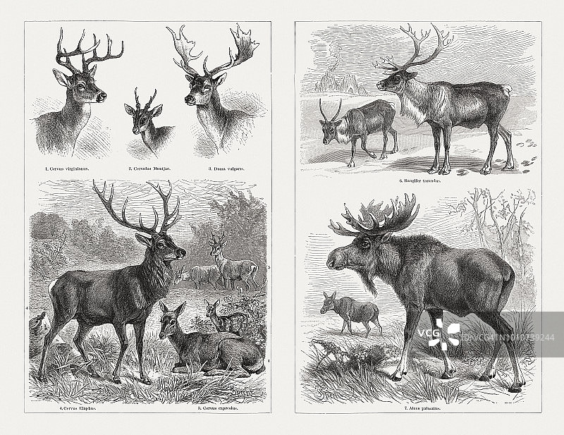 鹿(鹿科)，木刻，出版于1897年图片素材