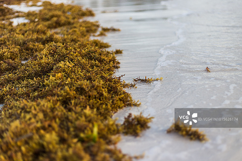 墨西哥海滩上的海藻特写图片素材