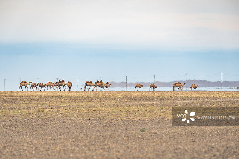 海市蜃楼和一群双峰驼一起在蒙古沙漠中行进。图片素材