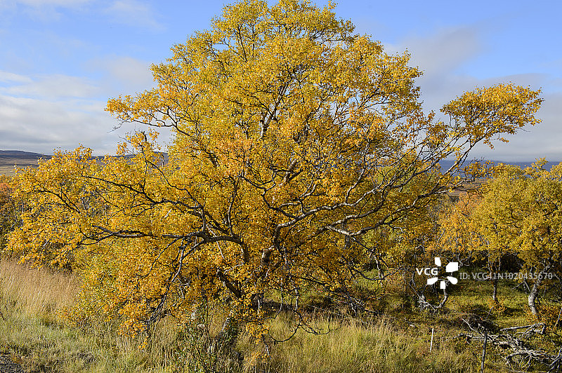 冰岛东部Egilsstadir的一种冰岛绒毛桦树图片素材