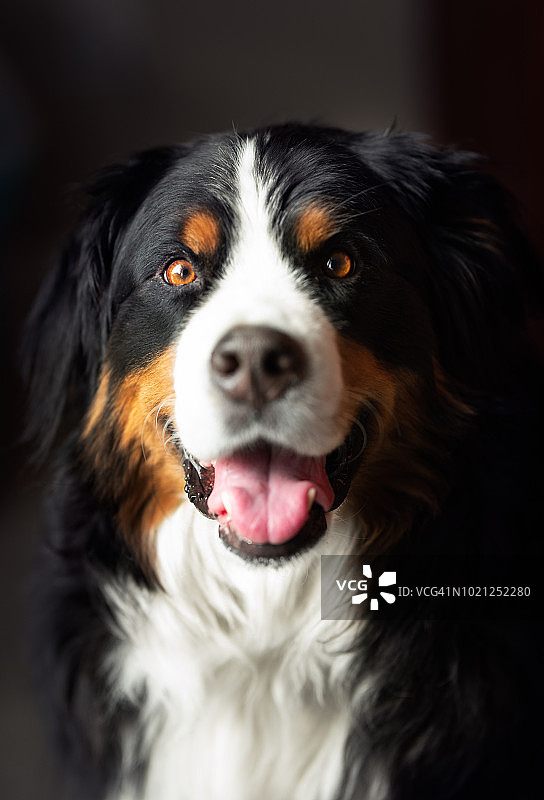 窗户光线下伯恩斯山犬的惊人肖像图片素材
