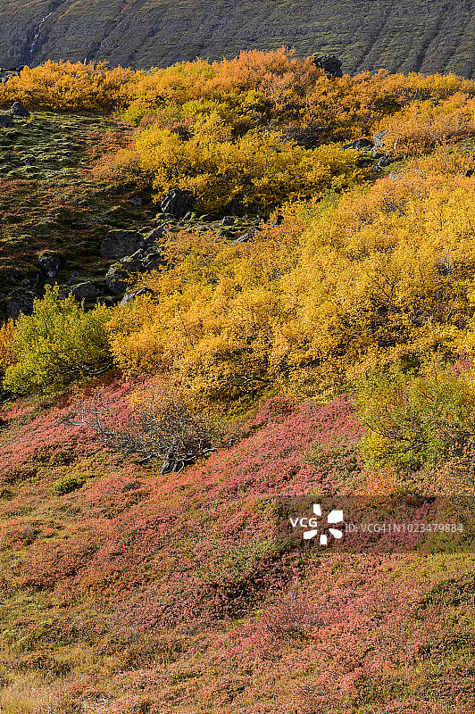 冰岛东部的Egilsstadir秋色图片素材
