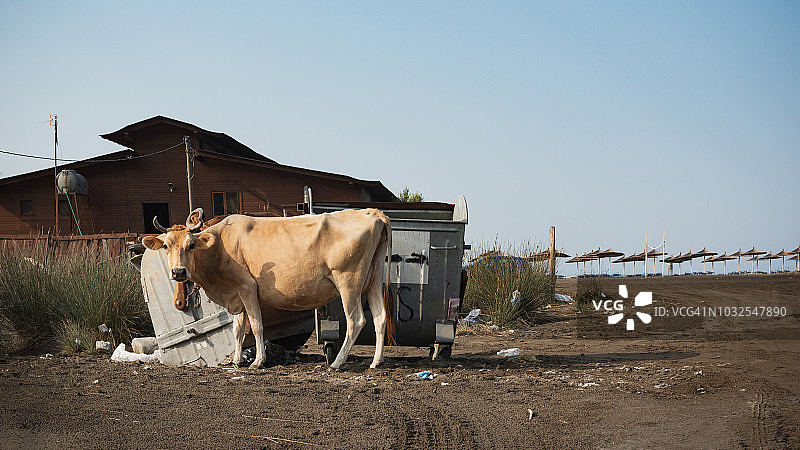 阿尔巴尼亚海滩附近，奶牛在垃圾桶里吃东西图片素材