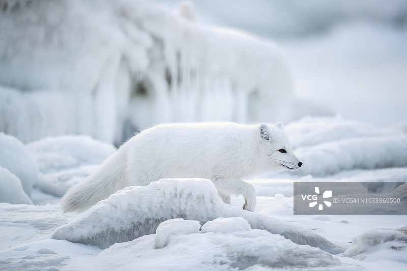 北极狐(Vulpes lagopus)走过哈德逊湾的冰块图片素材