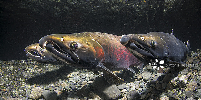 在阿拉斯加的一条小溪中，雄鲑鱼首领，又名银鲑鱼(Oncorhynchus kisutch)在秋季的时候，能在竞争对手前面保持它的位置，有效地挡住了另一边雌鲑鱼的视线图片素材
