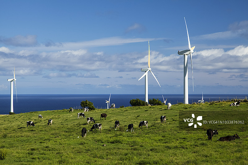 北科哈拉乌波卢角，风力农场上的风力涡轮机和牧场上的牛图片素材