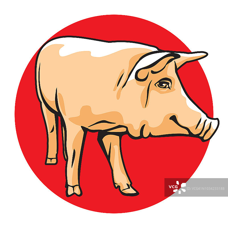 猪矢量插图。图片素材