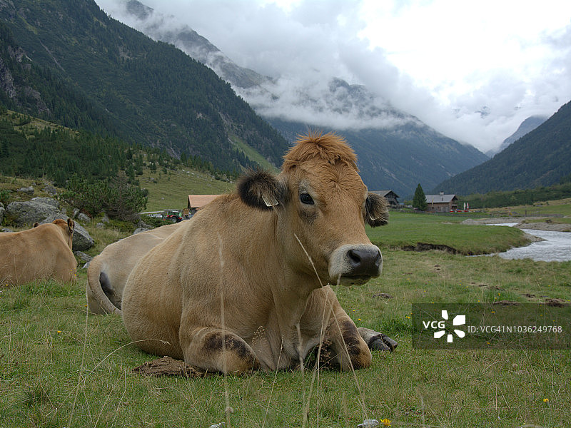 奥地利的肉牛图片素材