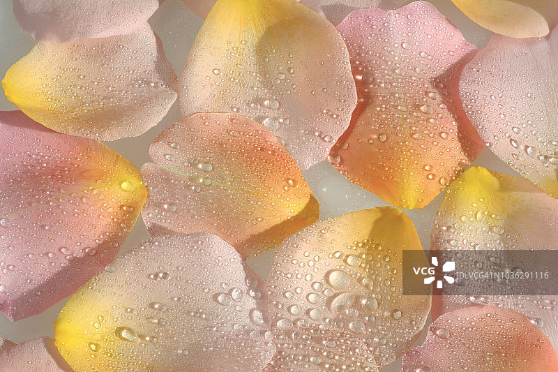 粉红色和黄色的玫瑰花瓣和水滴。图片素材
