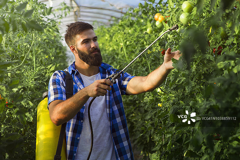 农场工人喷洒西红柿植株图片素材
