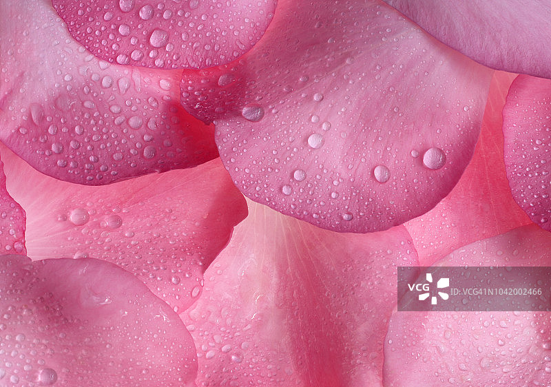 芬芳的粉红玫瑰花瓣与水珠图片素材