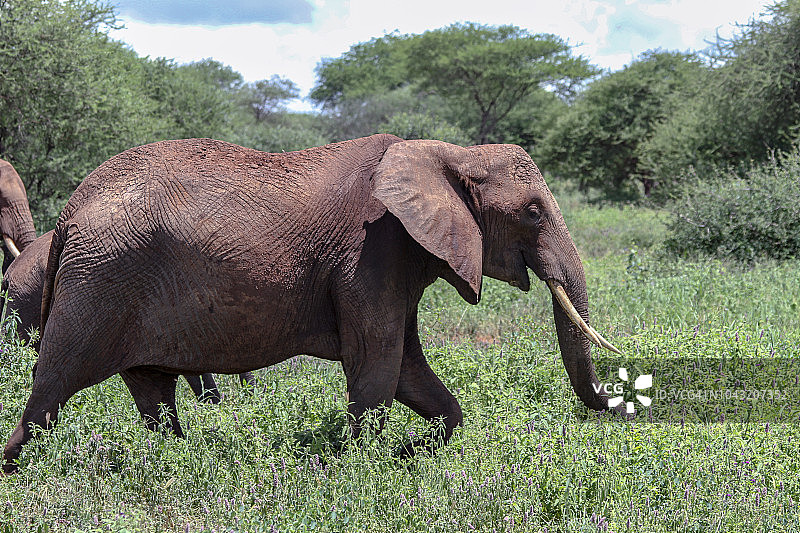 非洲象行走图片素材