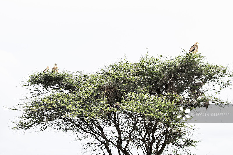 金合欢树上的黄褐色老鹰图片素材