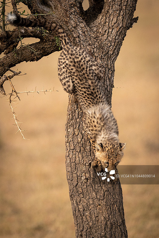 小猎豹从荆棘树干上爬下来图片素材