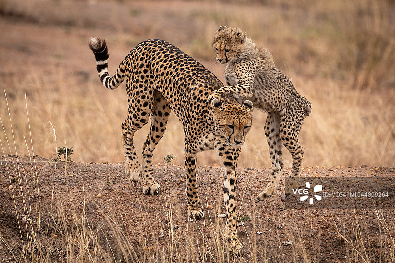 猎豹幼崽跳到妈妈的背上图片素材