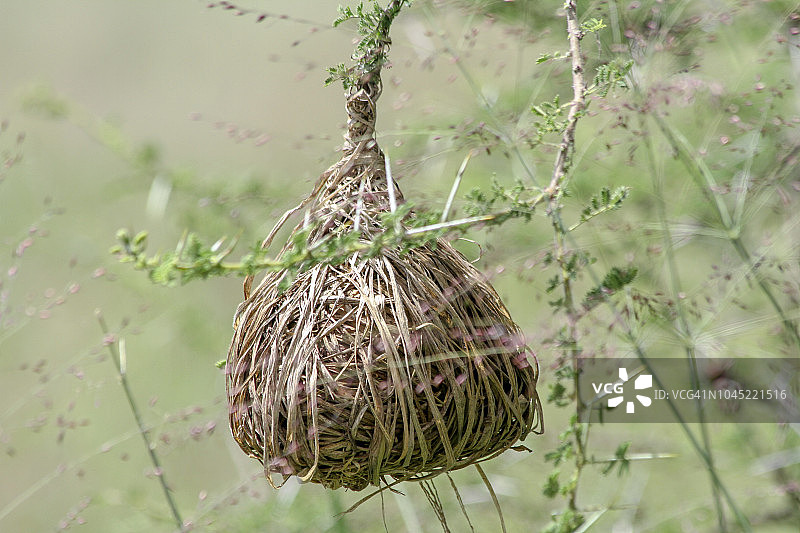 织布鸟在金合欢树上筑巢图片素材