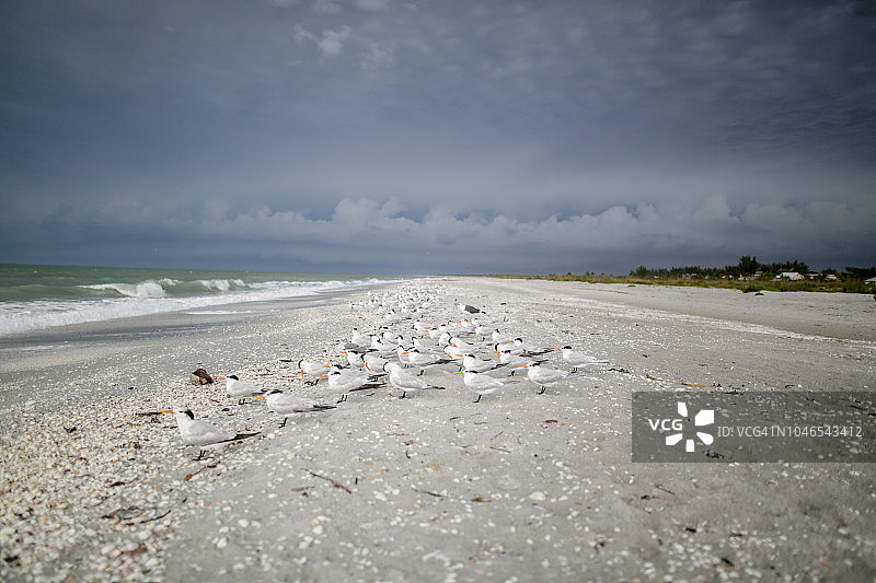 美国佛罗里达州萨尼贝尔岛海滩上的燕鸥图片素材