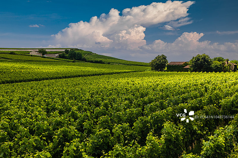 美丽的乡村景色，葡萄园和云在波尔多，法国图片素材