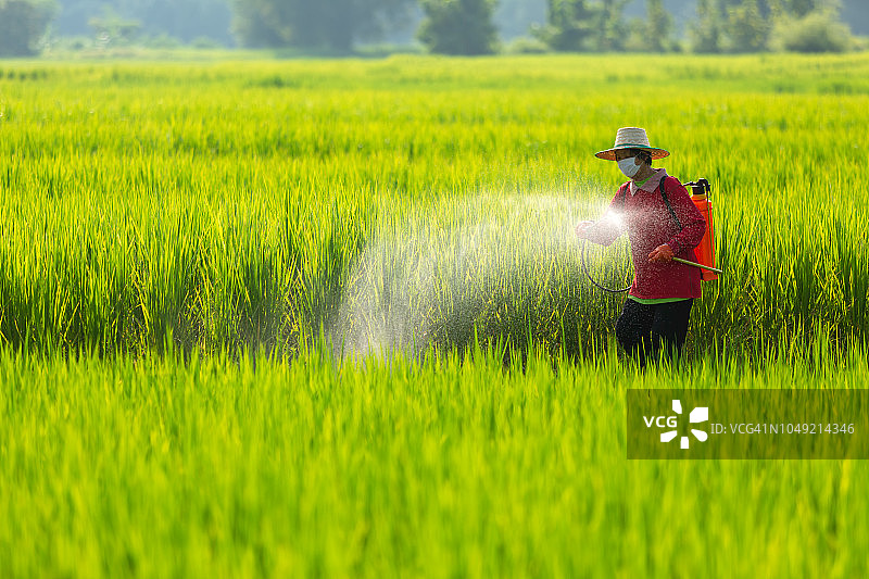 亚洲农民在稻田里喷洒杀虫剂图片素材