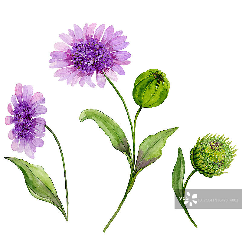 美丽的春天花卉插图。紫色雏菊(茎上的花，有叶，花蕾封闭)，孤立在白色背景上。水彩画图片素材