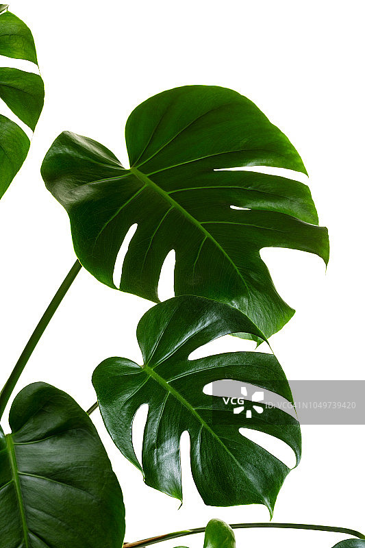 棕榈屋植物孤立在白色图片素材