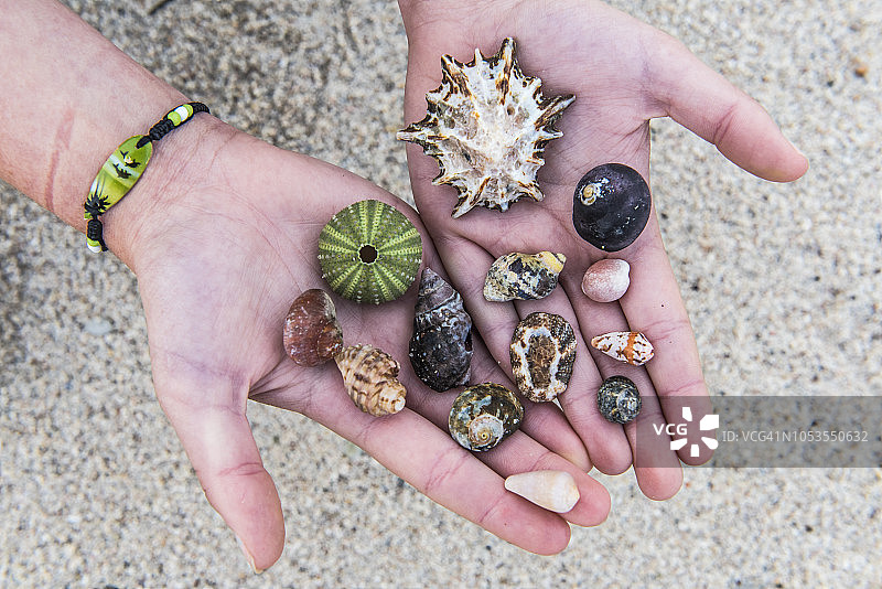在阿古拉斯海岸发现的各种海贝壳，阿古拉斯国家公园，西开普省，南非图片素材
