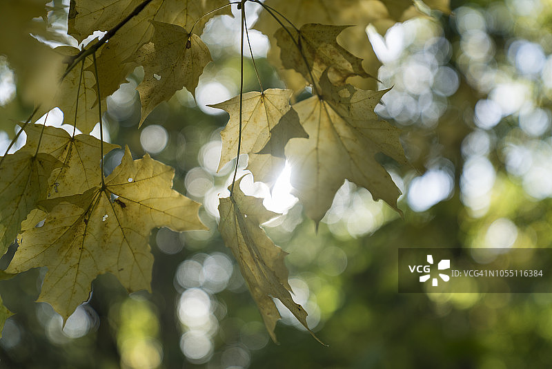 秋天的树叶在树上。图片素材