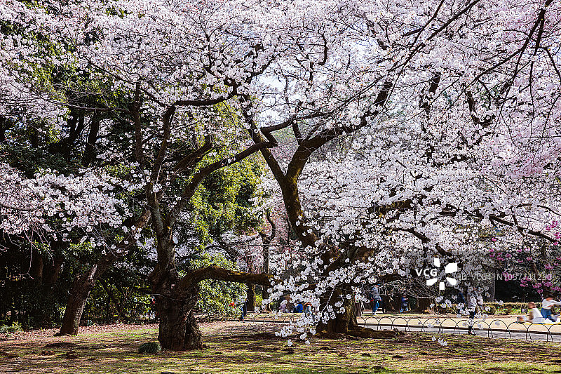 东京的一个公园里，樱花盛开图片素材