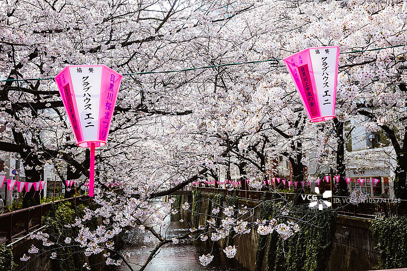 樱花盛开的季节，中目黑，东京，日本图片素材