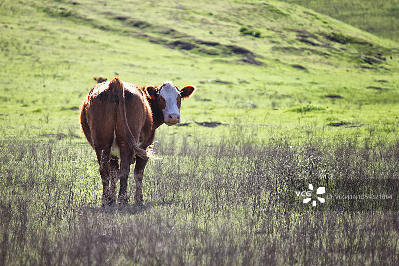 田里的奶牛转过头来看着摄像机图片素材